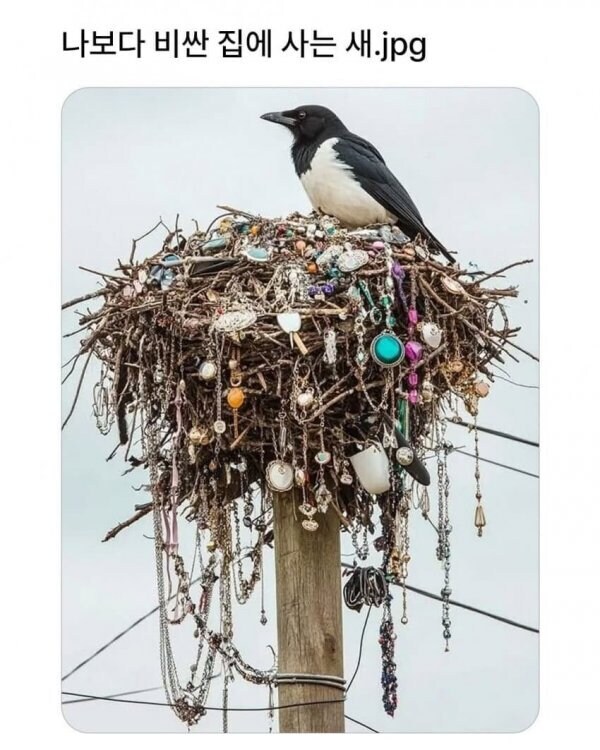 나 보다 비싼 집에 사는 새.jpg_1.jpg