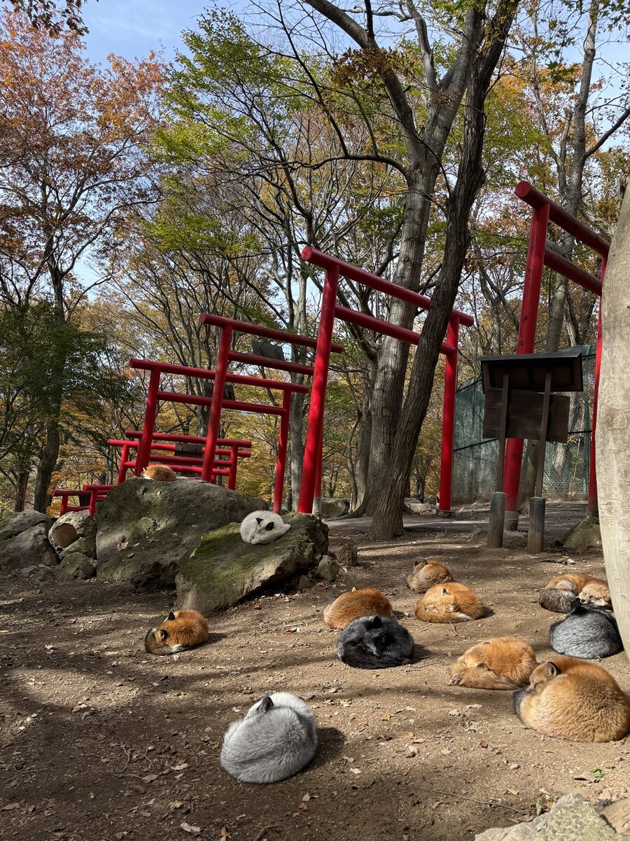 땅바닥에 단체로 떨어져 있는 것.jpg_1.jpg