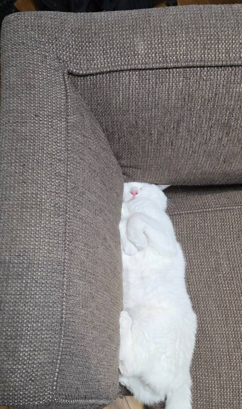 구석이 편한 고양이.jpg_1.jpg