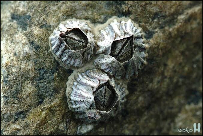 롱스톤 뷰지_1.jpg