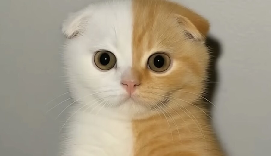 반반 고양이_1.jpg