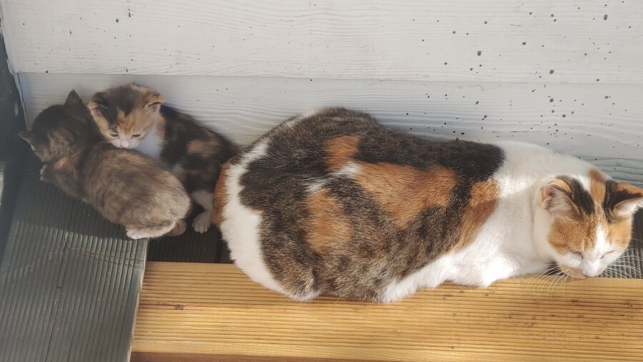 문앞에 왠고양이가_1.jpg