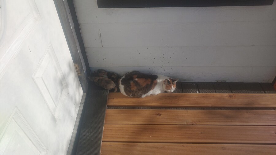 문앞에 왠고양이가_2.jpg