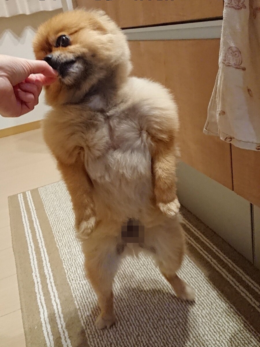 주인이 고구마를 먹자 다가온 개_1.jpg