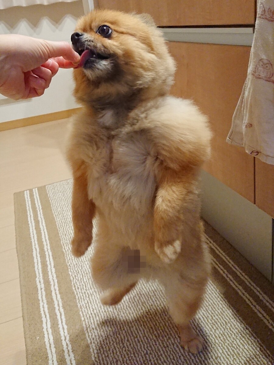 주인이 고구마를 먹자 다가온 개_2.jpg