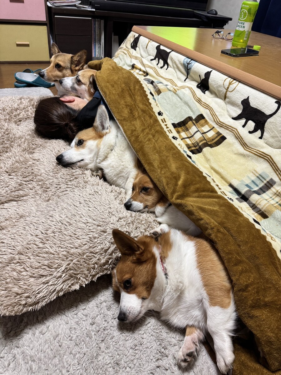 웰시코기 집사의 겨울철.jpg_1.jpg