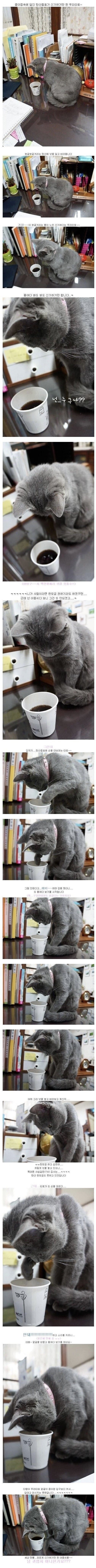 탄산음료와 고양이.jpg_1.jpg