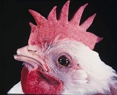 애니 슴플레 피해자_1.jpg