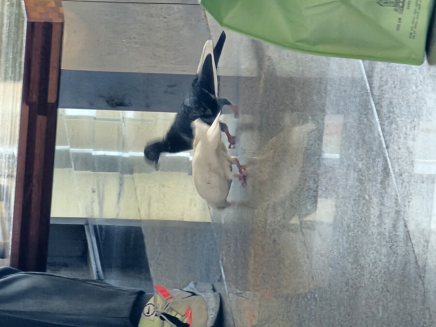 대전역에 비둘기도키워?_1.jpg