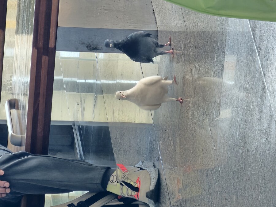 대전역에 비둘기도키워?_2.jpg