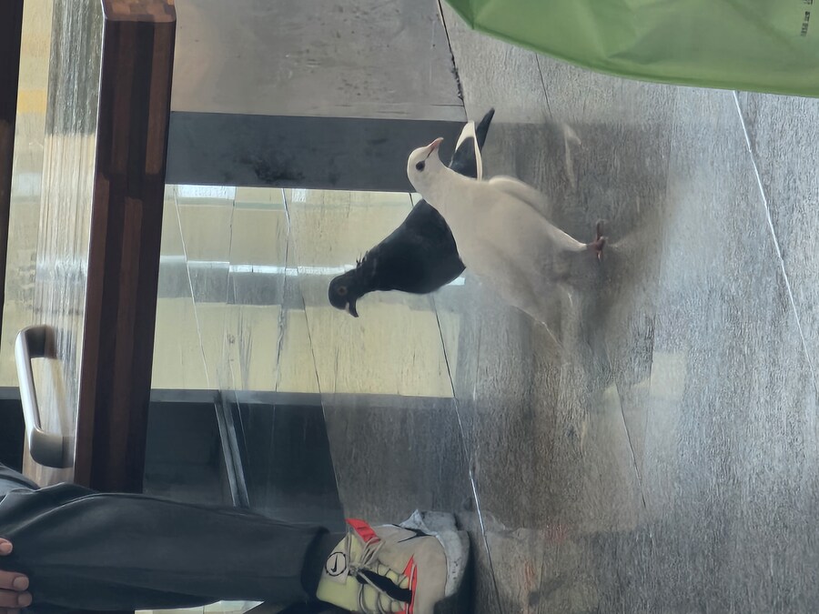 대전역에 비둘기도키워?_3.jpg