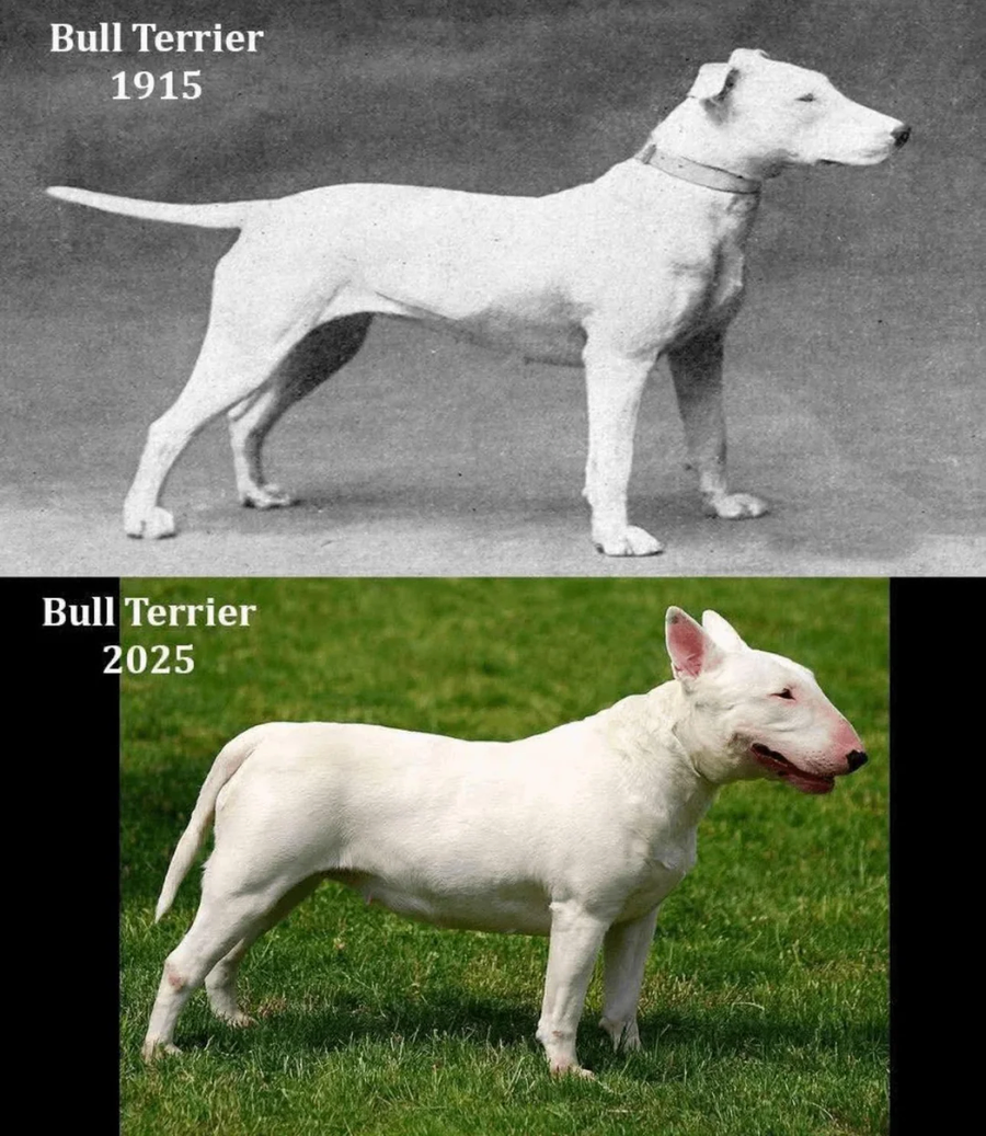 품종개량으로 변화한 불 테리어의 모습.jpg_1.webp