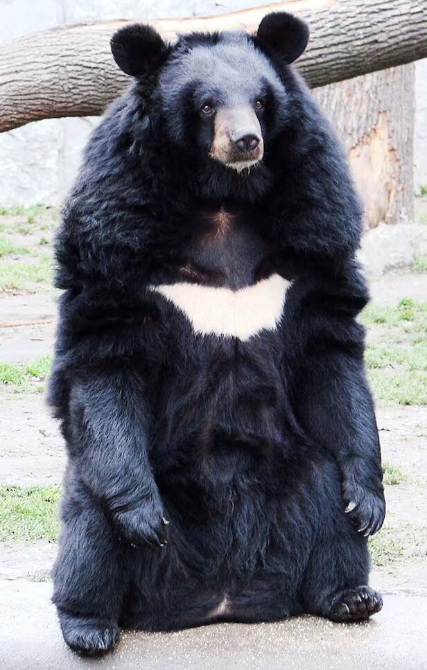 반달곰 묘하게 싸우면 해볼만하게 생겨서 복원된 듯_1.jpg