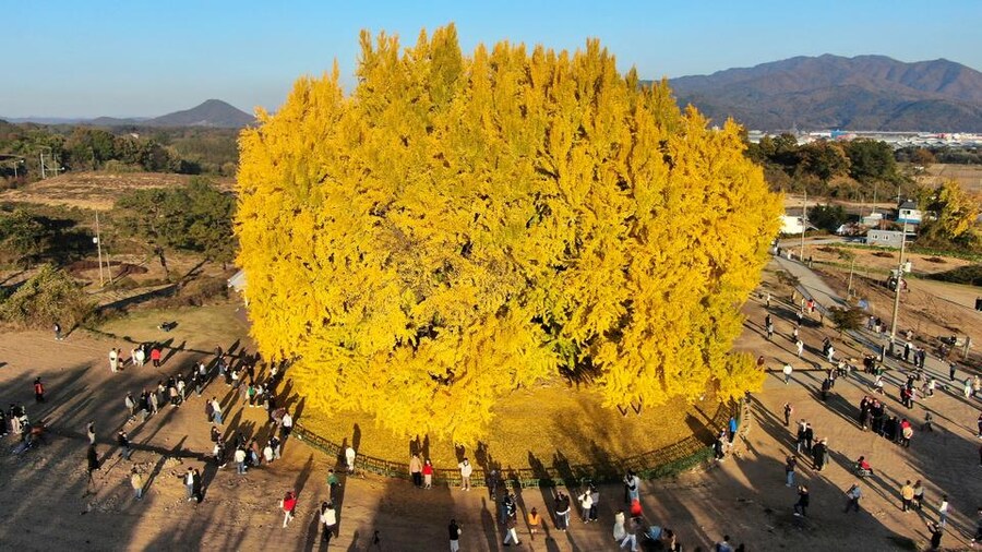 한국의 위그드라실로 꼽히는 나무.jpg_1.jpg