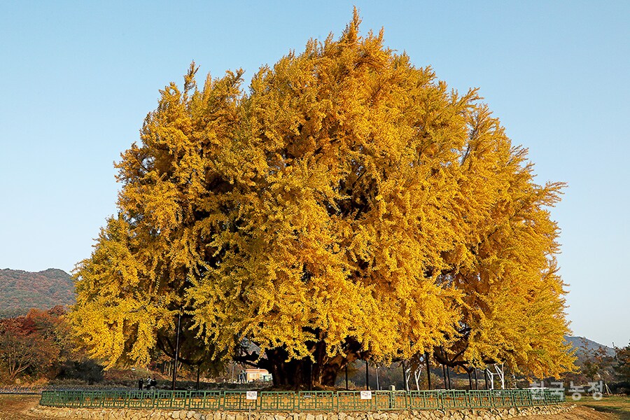 한국의 위그드라실로 꼽히는 나무.jpg_2.png