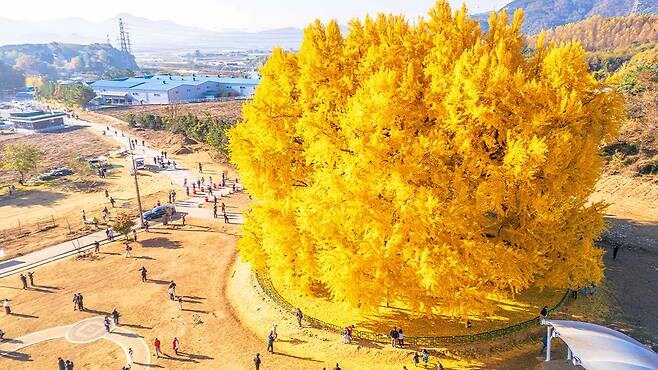 한국의 위그드라실로 꼽히는 나무.jpg_3.jpg