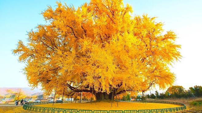 한국의 위그드라실로 꼽히는 나무.jpg_4.jpg