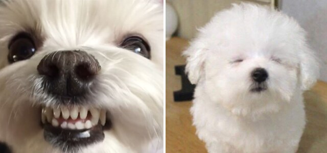 진짜 성격이 딱 두개인 견종_1.png