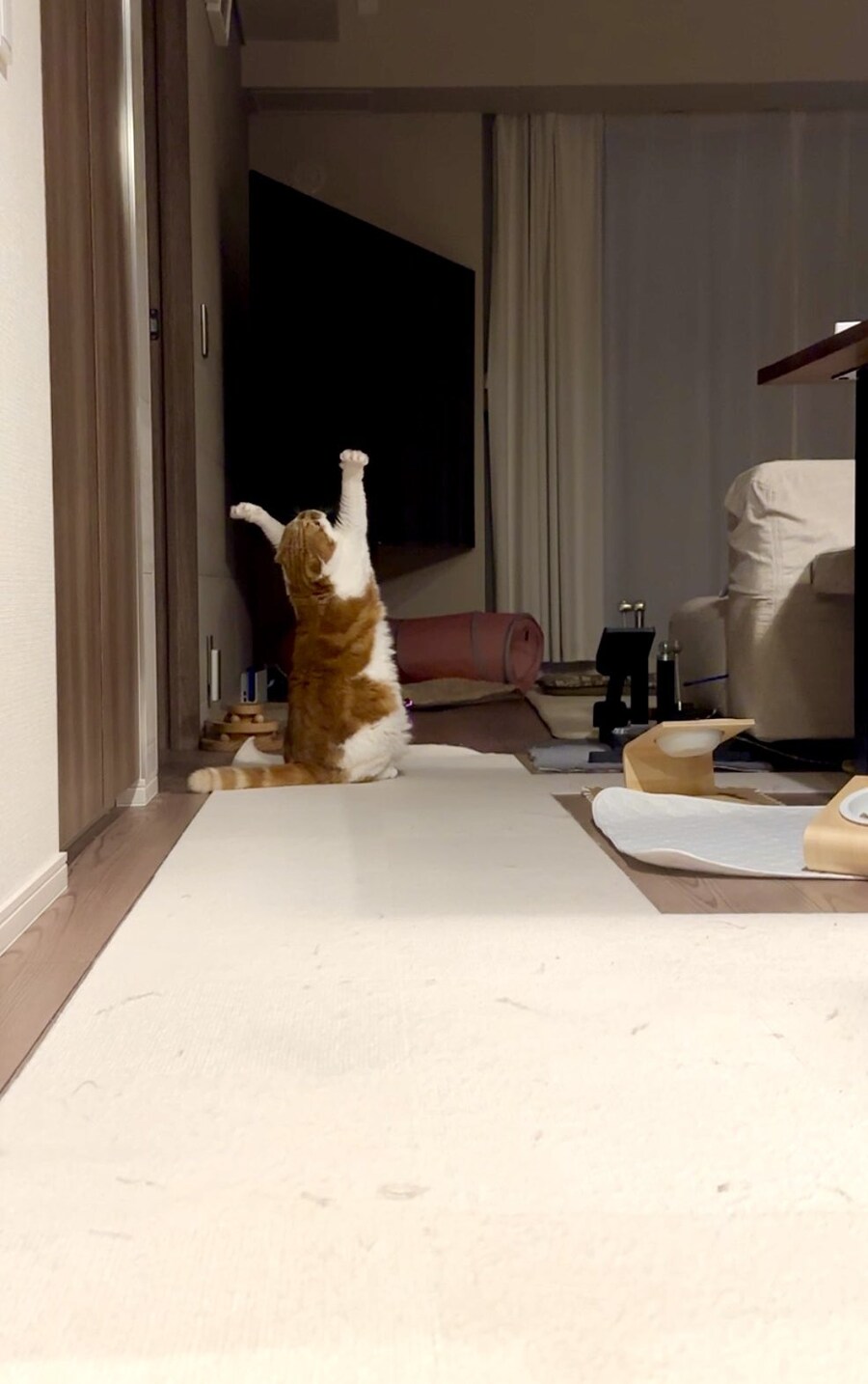 의식을 하는 고양이.jpg_1.jpg