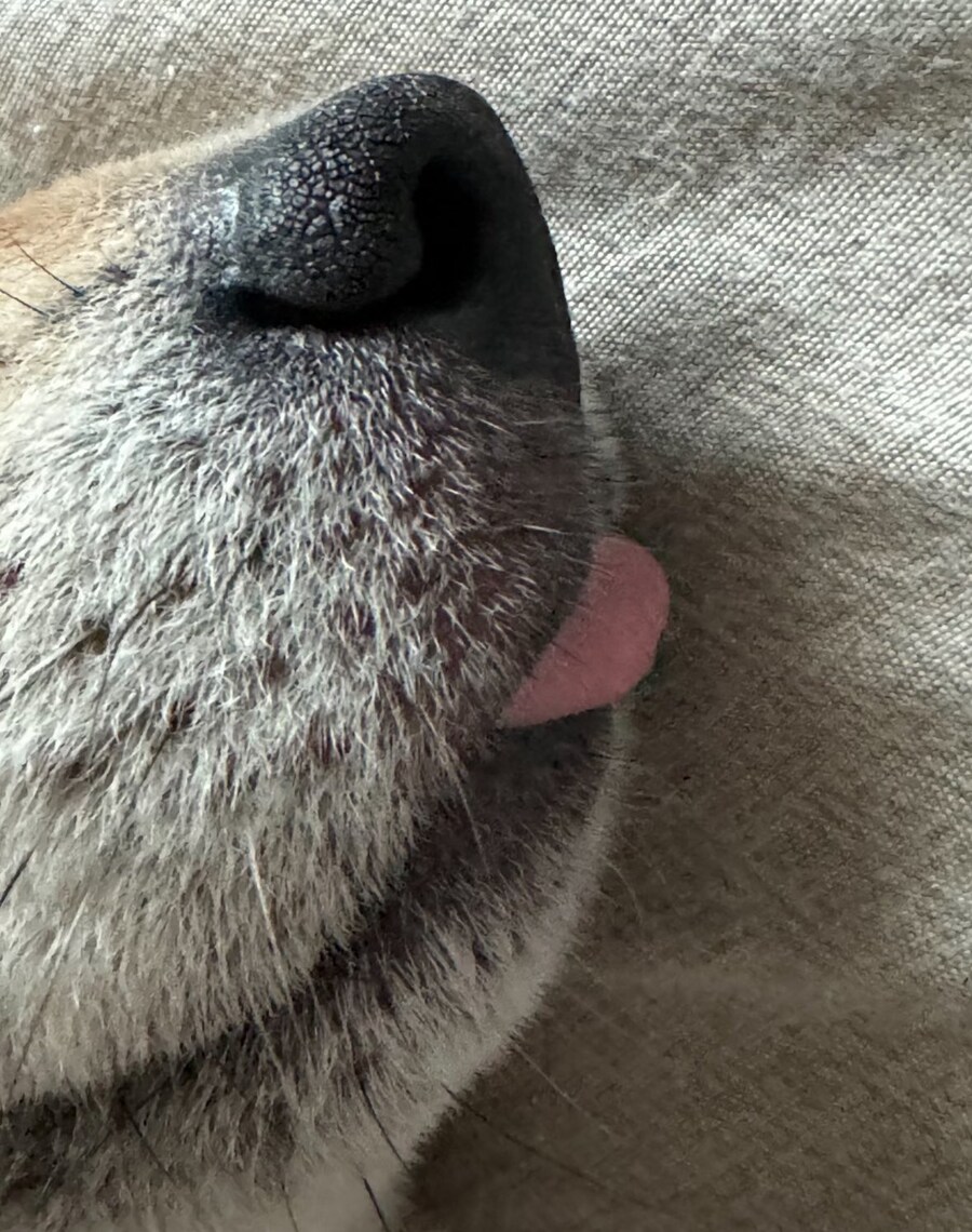 의외로 개 키울 때 볼 수 있다는 풍경.jpg_1.jpg