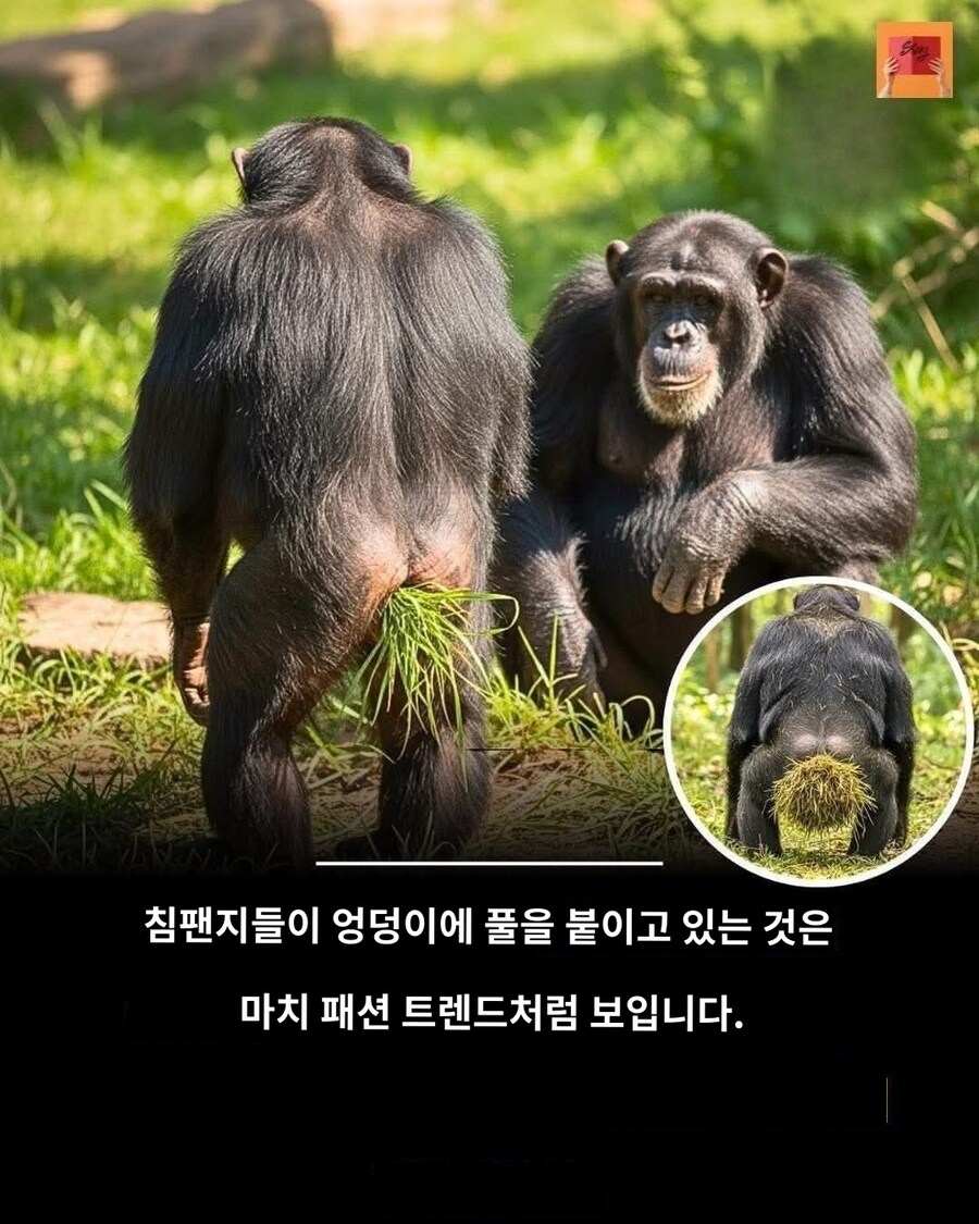 음란한 침팬치 똥코 풀버전_1.jpg