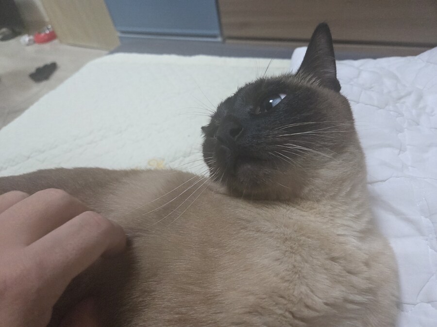 샴고양이와 소소한 즐거운 시간이 좋다_1.jpg