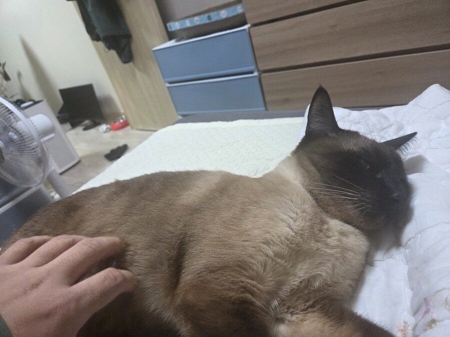 샴고양이와 소소한 즐거운 시간이 좋다_2.jpg