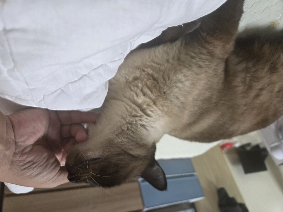 샴고양이와 소소한 즐거운 시간이 좋다_3.jpg