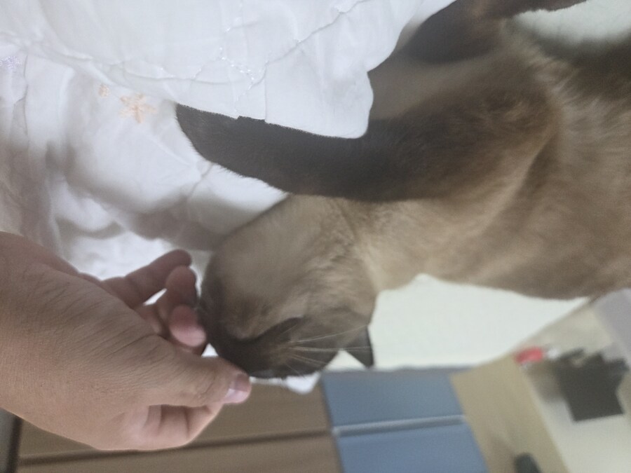 샴고양이와 소소한 즐거운 시간이 좋다_4.jpg