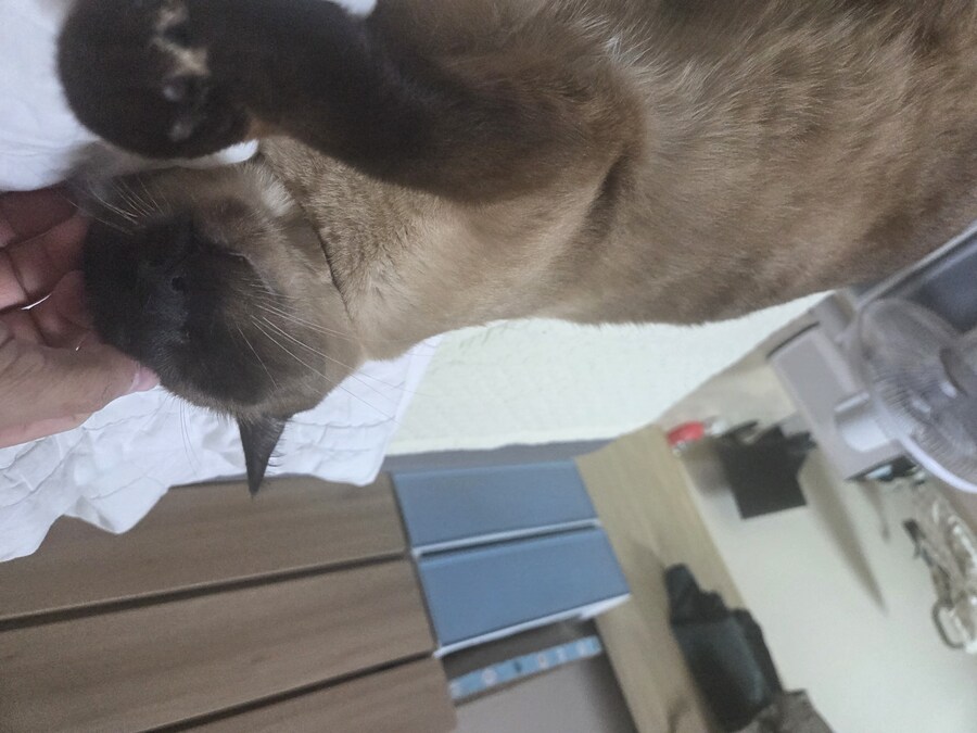 샴고양이와 소소한 즐거운 시간이 좋다_5.jpg