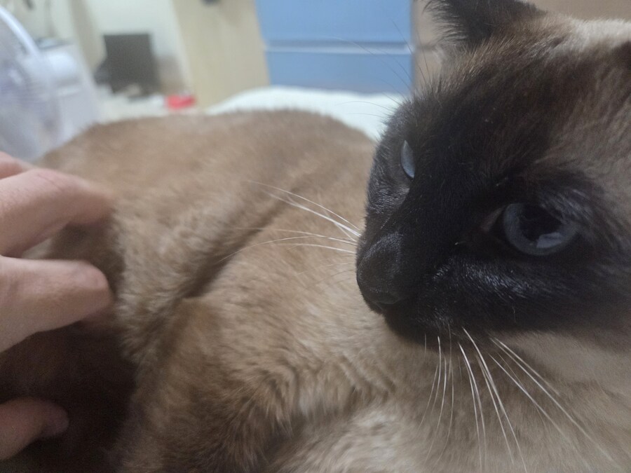 샴고양이와 소소한 즐거운 시간이 좋다_6.jpg