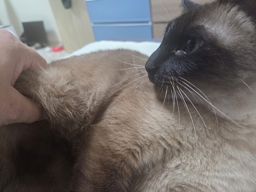 샴고양이와 소소한 즐거운 시간이 좋다_7.jpg