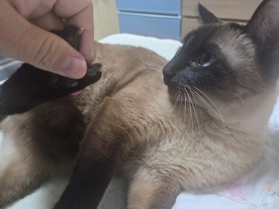 샴고양이와 소소한 즐거운 시간이 좋다_8.jpg