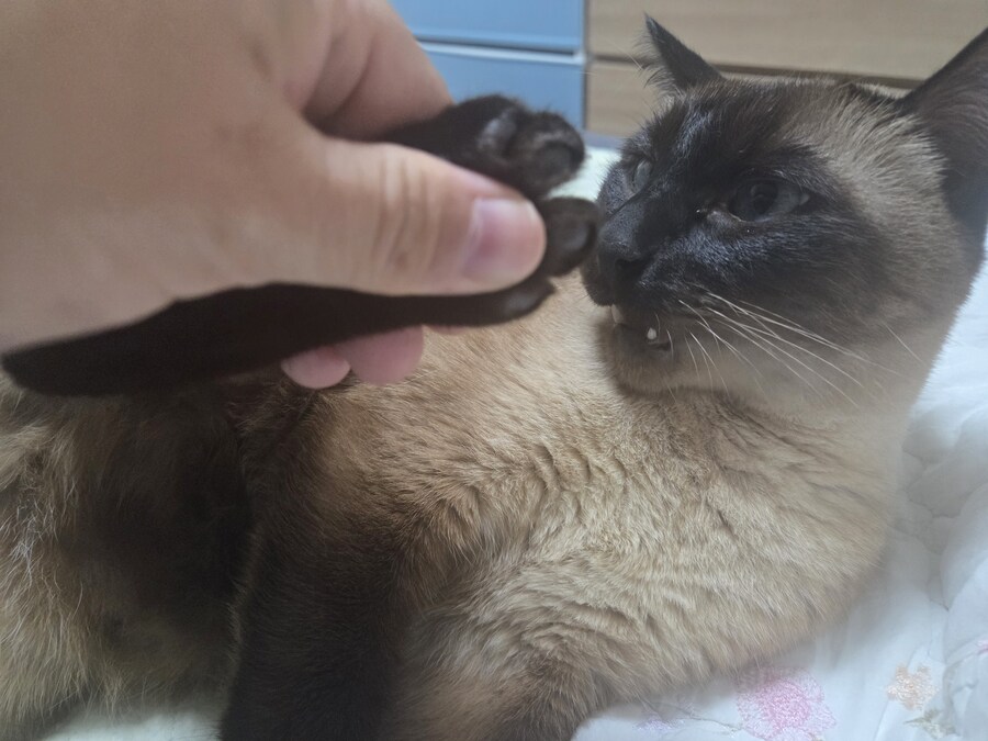 샴고양이와 소소한 즐거운 시간이 좋다_9.jpg