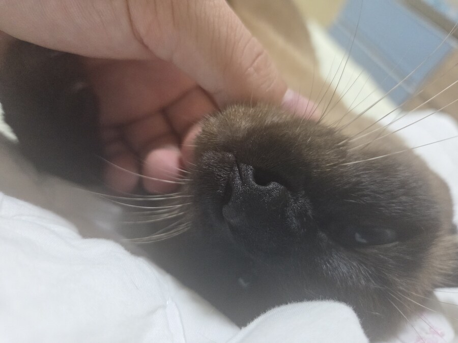 샴고양이와 소소한 즐거운 시간이 좋다_10.jpg