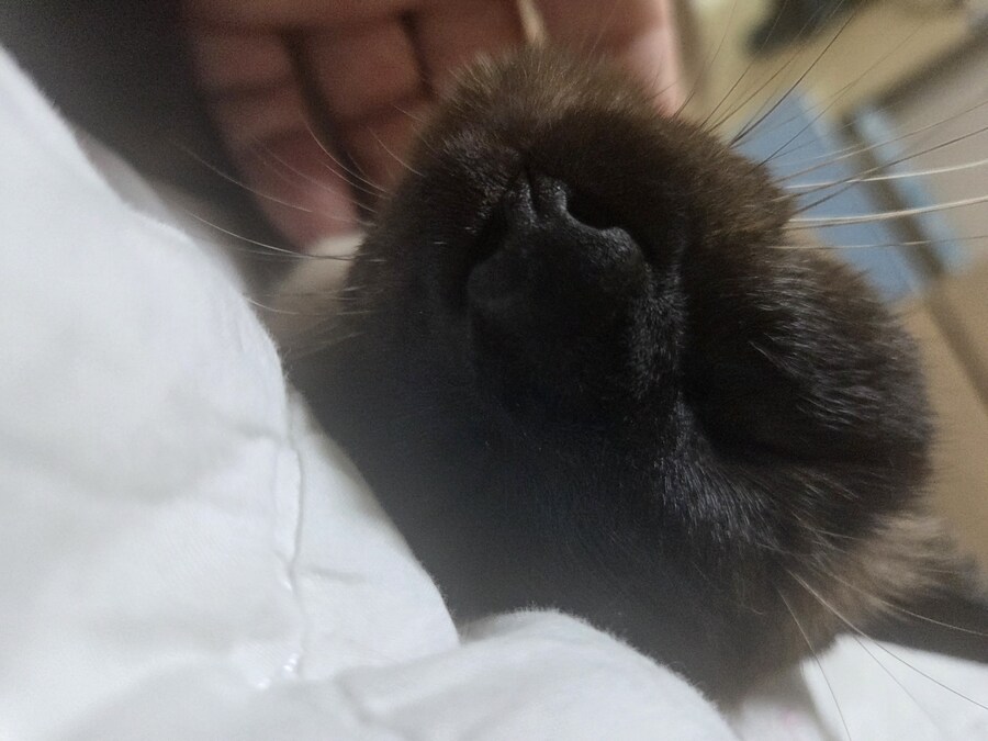 샴고양이와 소소한 즐거운 시간이 좋다_11.jpg