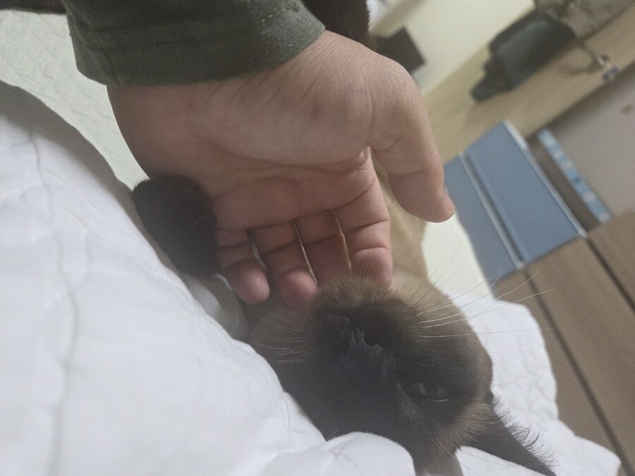 샴고양이와 소소한 즐거운 시간이 좋다_12.jpg