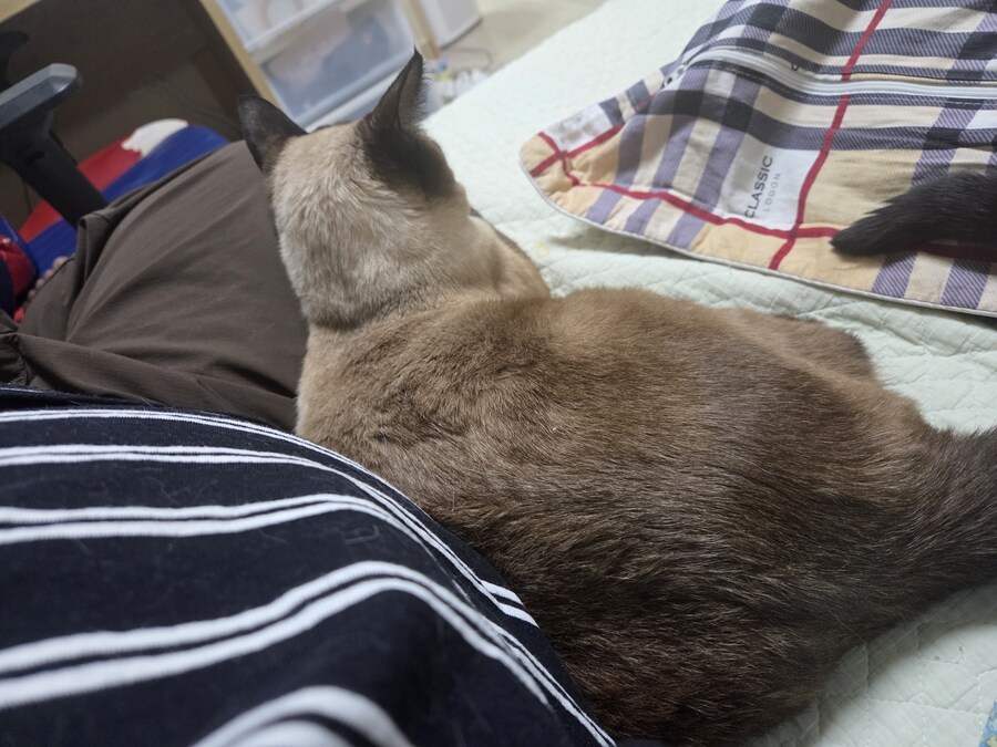 샴고양이와 소소한 즐거운 시간이 좋다_13.jpg