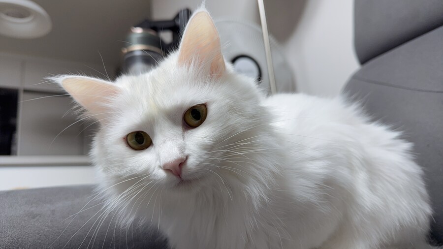 날 쳐다보는 고양이 표정에서 뭔가가 느껴진다_1.jpg