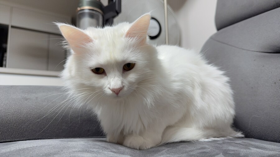 날 쳐다보는 고양이 표정에서 뭔가가 느껴진다_3.jpg