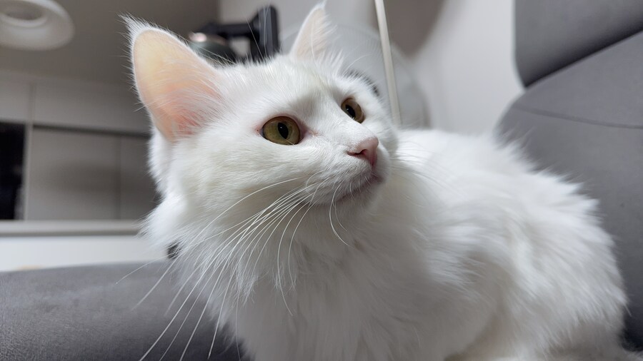 날 쳐다보는 고양이 표정에서 뭔가가 느껴진다_4.jpg