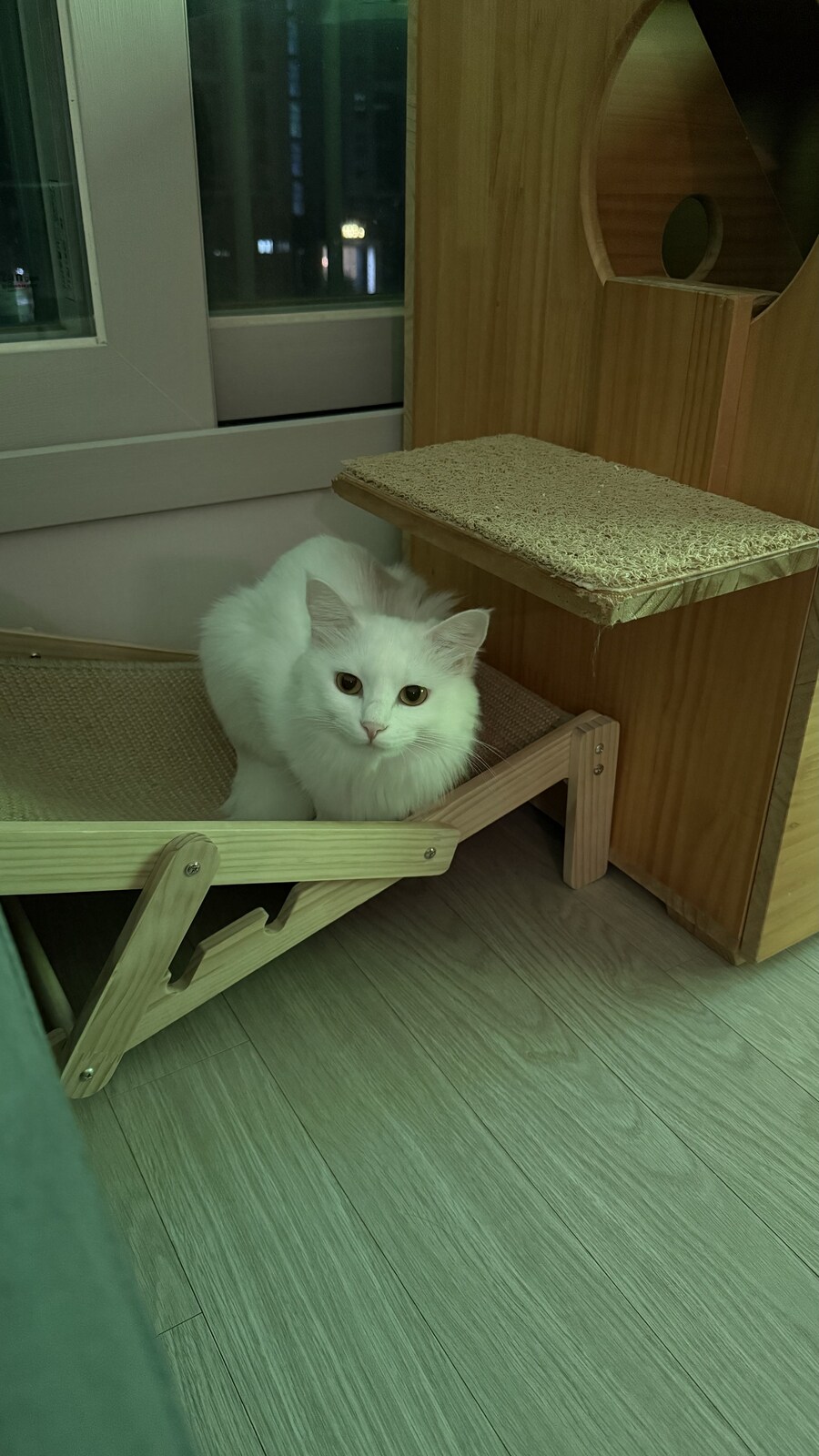 날 쳐다보는 고양이 표정에서 뭔가가 느껴진다_6.jpg