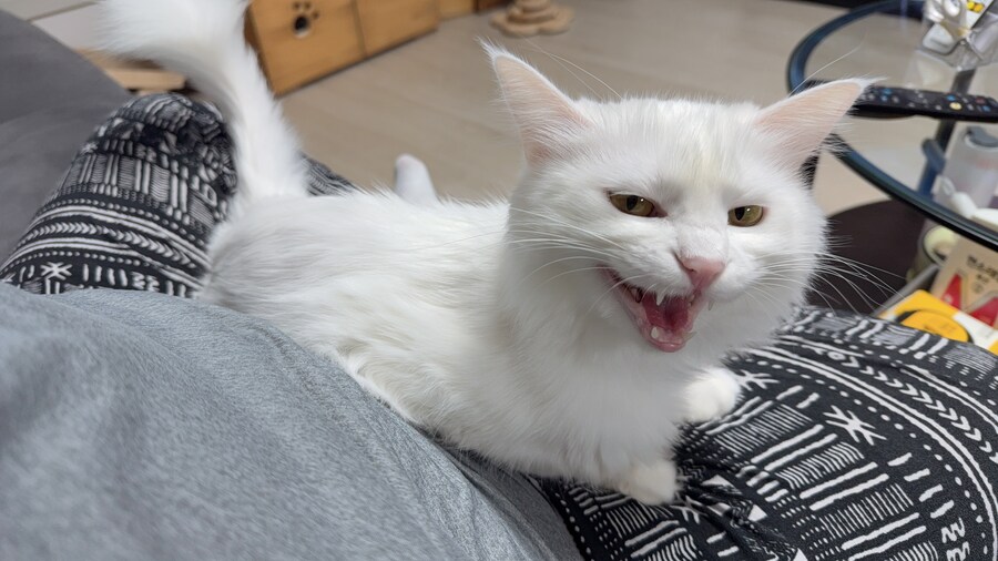 날 쳐다보는 고양이 표정에서 뭔가가 느껴진다_9.jpg