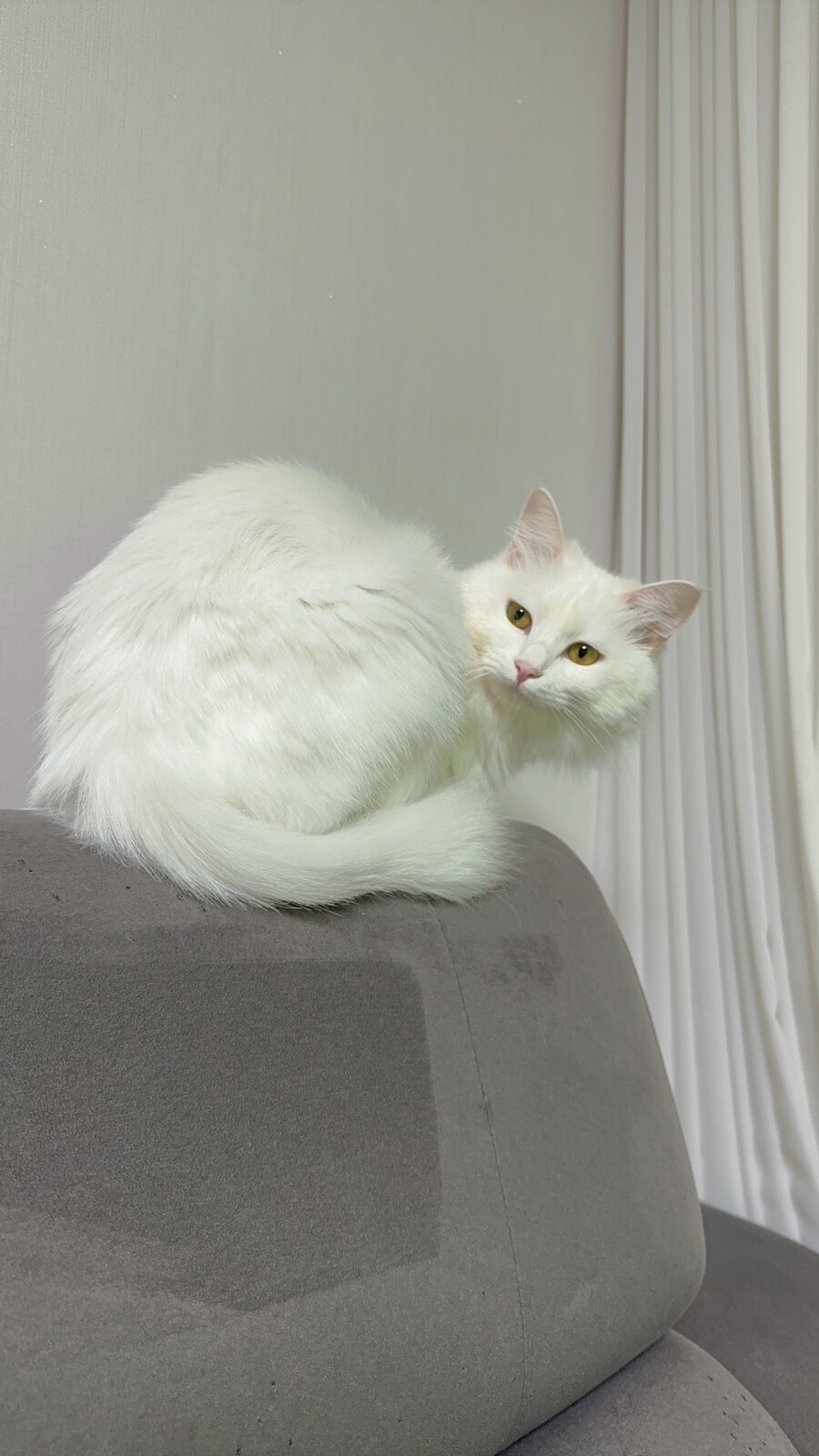 날 쳐다보는 고양이 표정에서 뭔가가 느껴진다_10.jpg