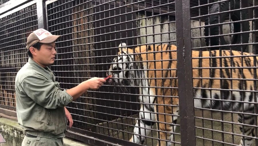 호랑이도 은근 먹는거_1.jpg