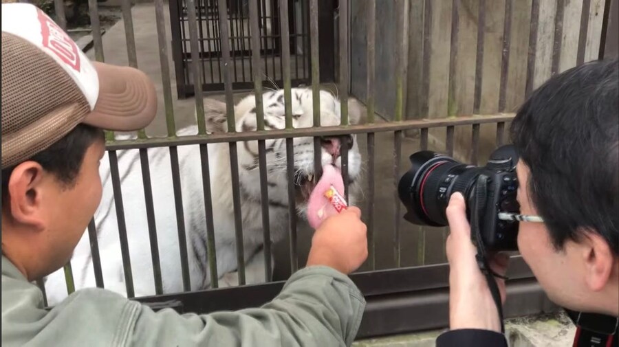호랑이도 은근 먹는거_2.jpg