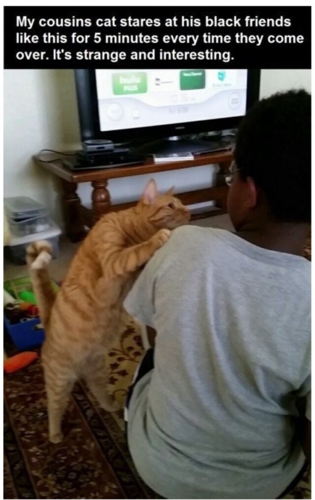 흑인을 처음 본 고양이 반응_1.png