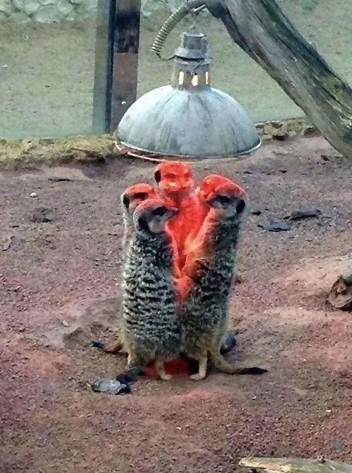 불온한 회의중인 미어캣.jpg_1.jpg