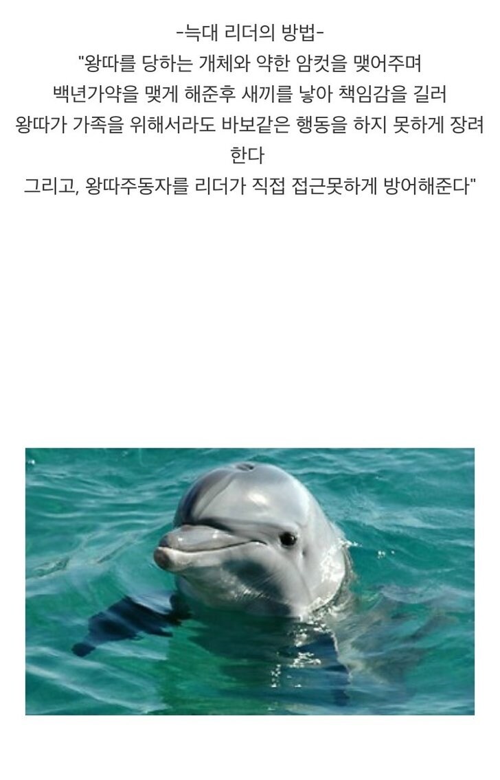 고등동물의 왕따 대처법.jpg_2.jpg