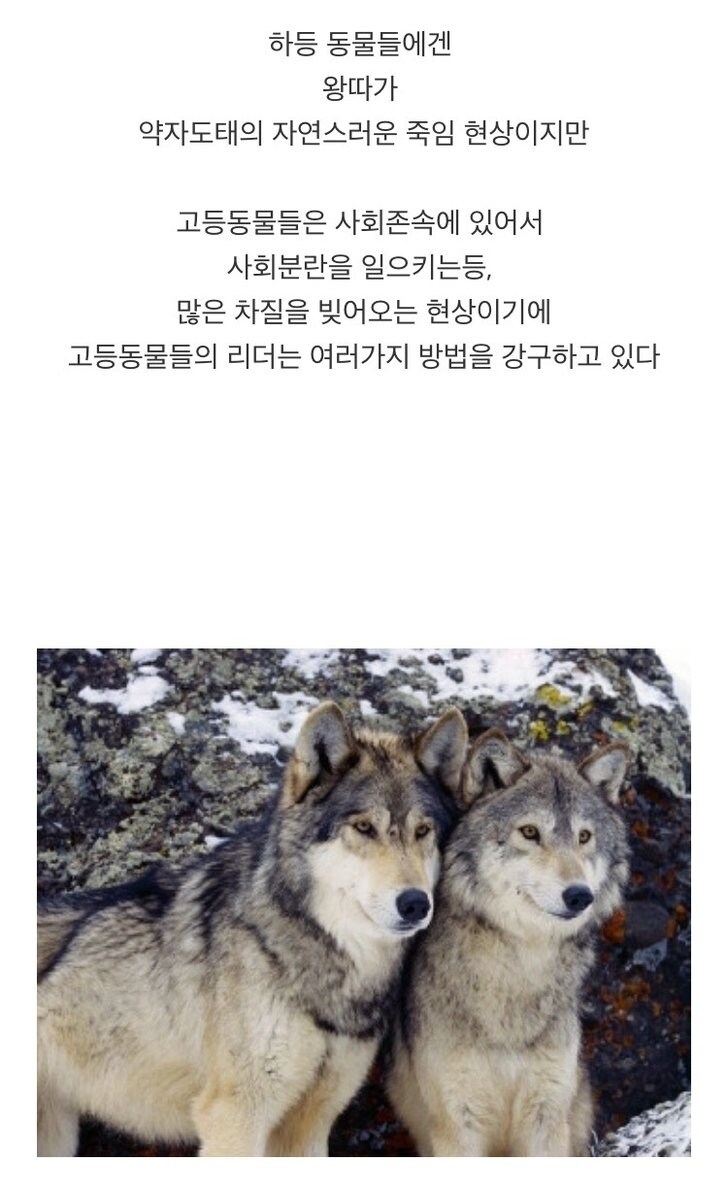 고등동물의 왕따 대처법.jpg_1.jpg